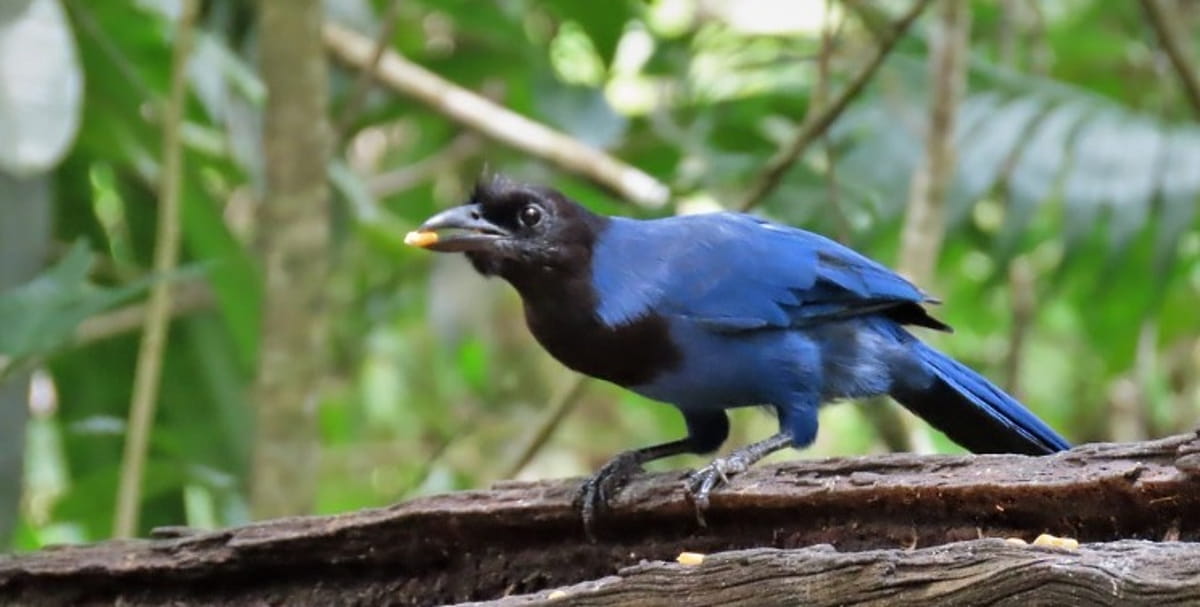Seu nome científico significa Corvo azul intenso ou corvo azul celeste