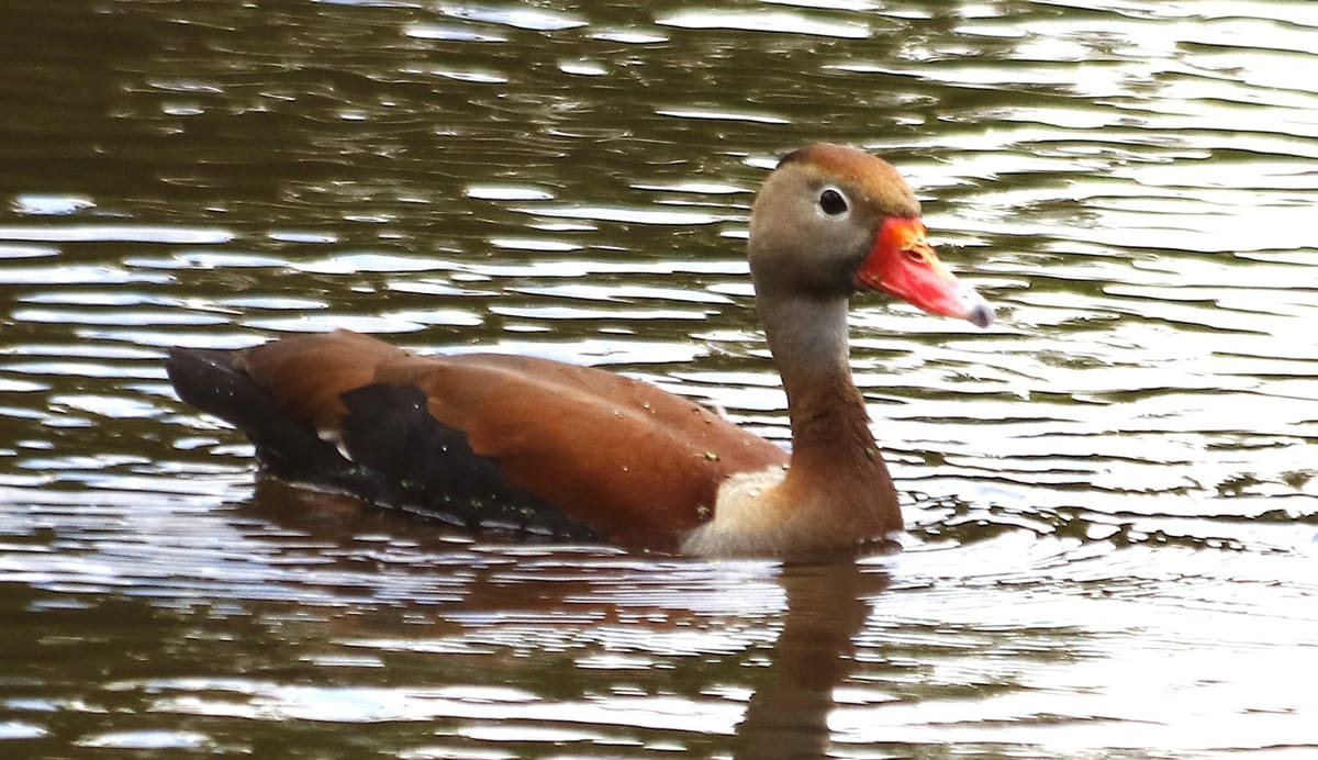 Essa ave tem ampla distribuição no Brasil, ocorrendo em todos os estados do território nacional