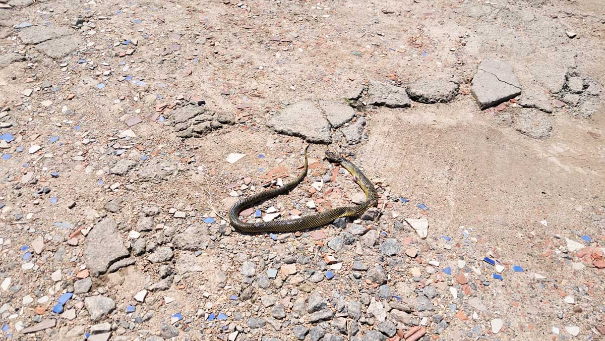 Cobra d'água foi morta a pauladas em Peruíbe