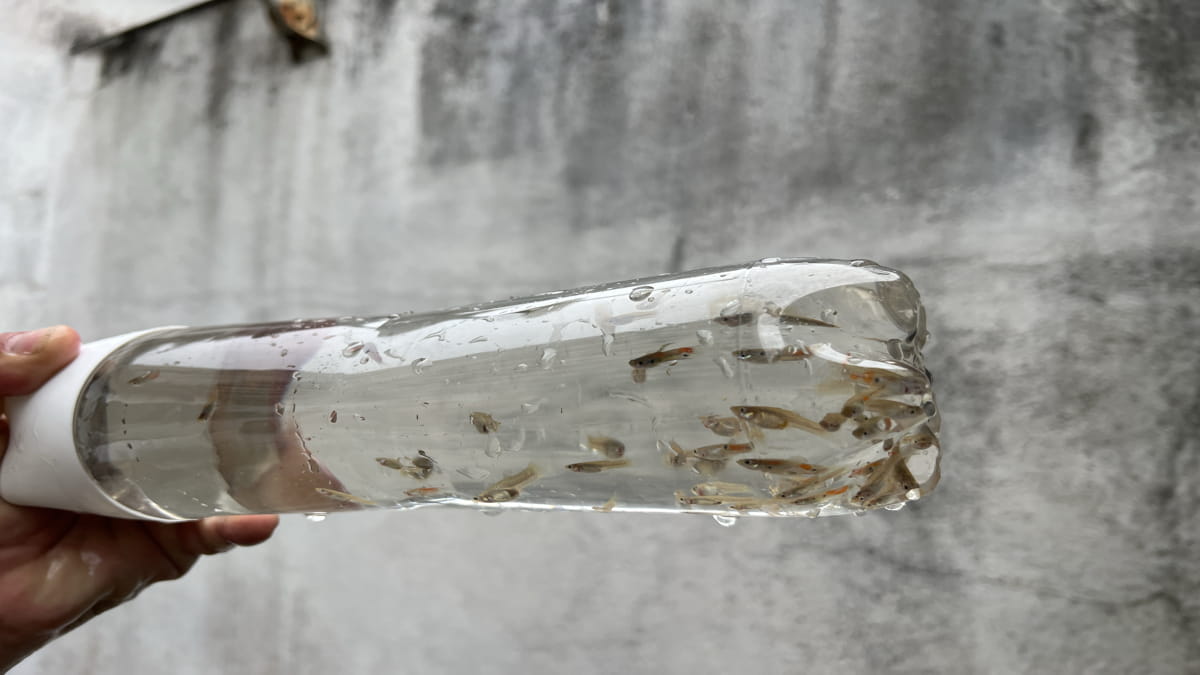 Técnica é bastante simples e consegue combate a proliferação do mosquito