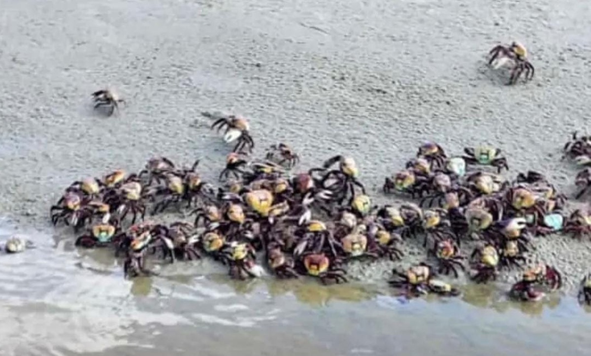 Caranguejos-uça foram flagrados em praias de Bertioga
