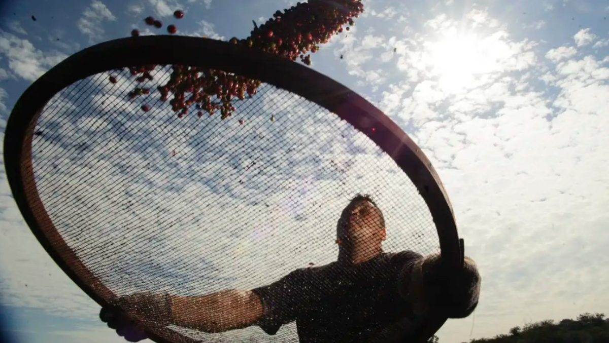 "Prejuízo portuário" envolve gastos extras para os exportadores de Café