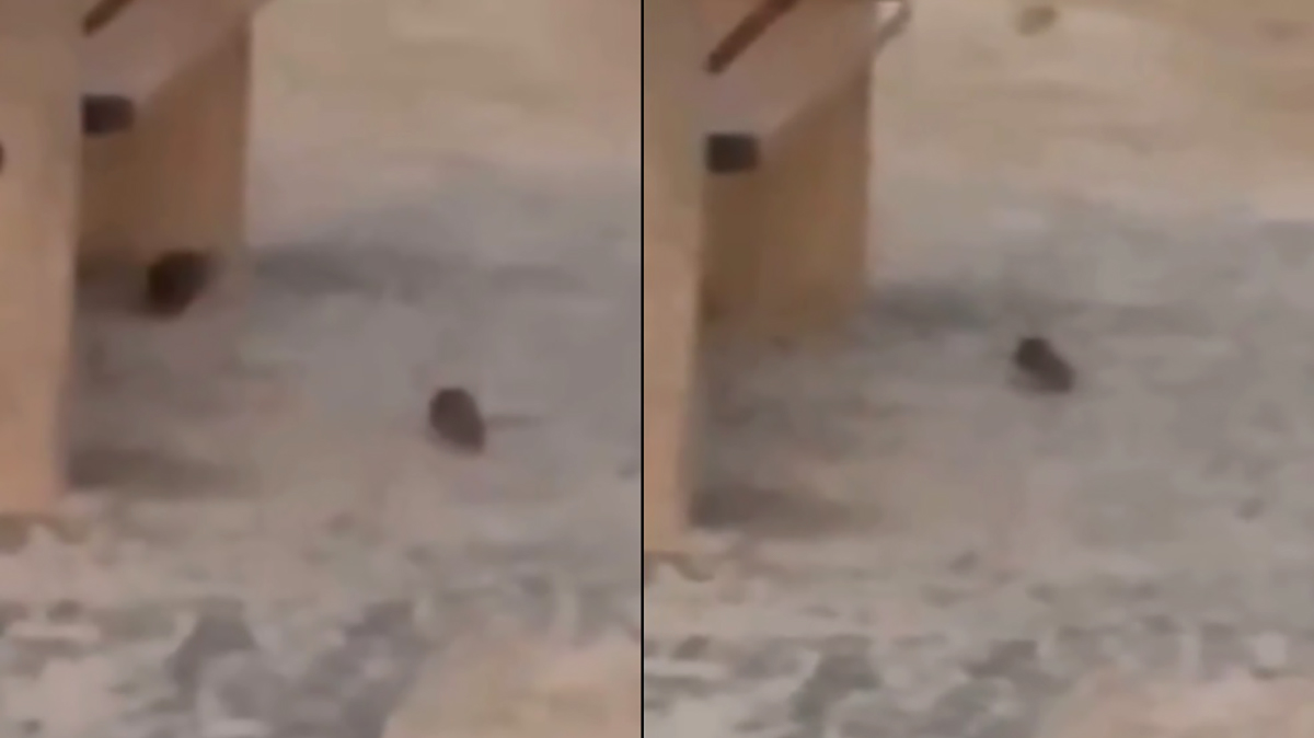 A situação tem sido percebida principalmente nas proximidades do emissário da Tupi e da Avenida Caetés