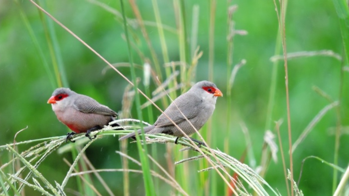 O bico-de-lacre escapou das gaiolas e se espalhou inicialmente pelo Rio de Janeiro