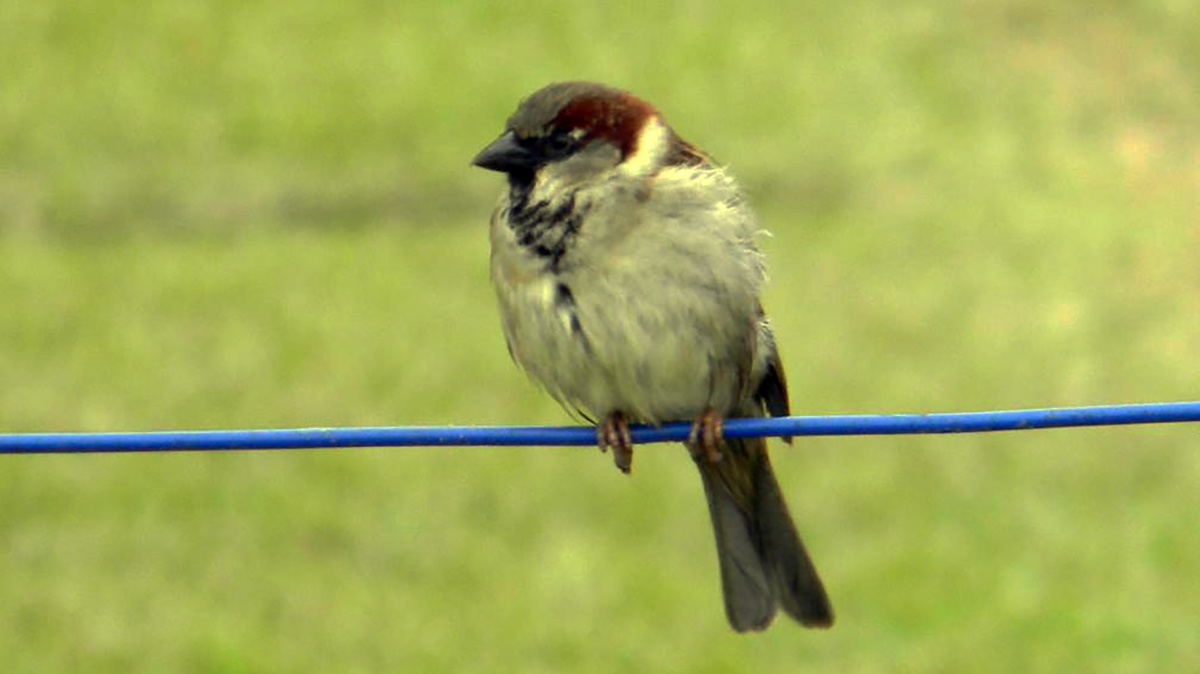 O Pardal (Passer domesticus) veio de muito longe para fazer ninho nos telhados das casas em um lugar por aí