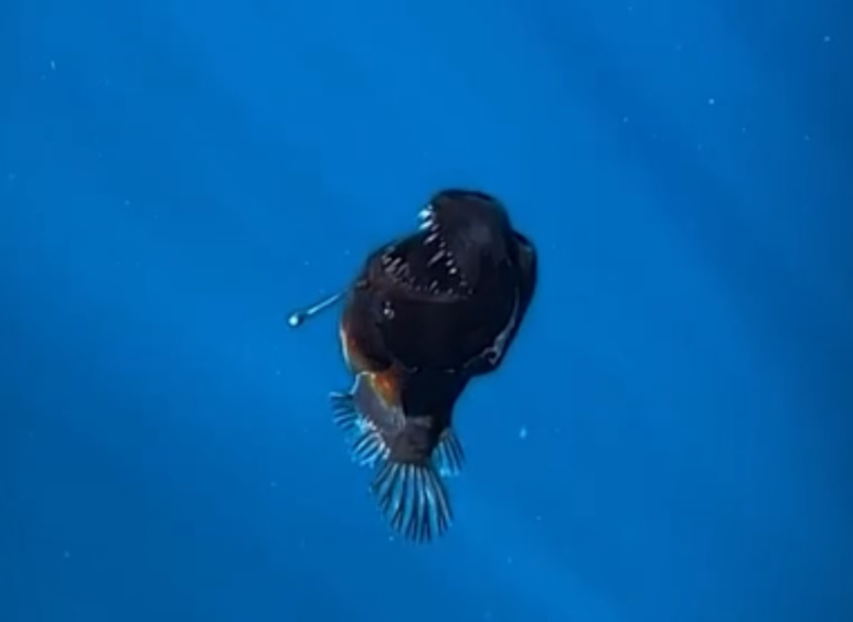 Vídeos e imagens impressionantes de um peixe estão repercutindo nas redes sociais.