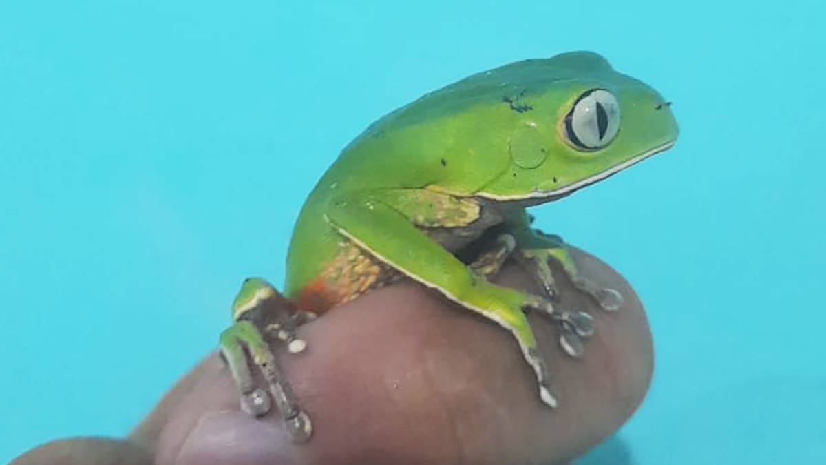 A espécie encontrada é a Phyllomedusa distincta, também conhecida como perereca-das-folhagens