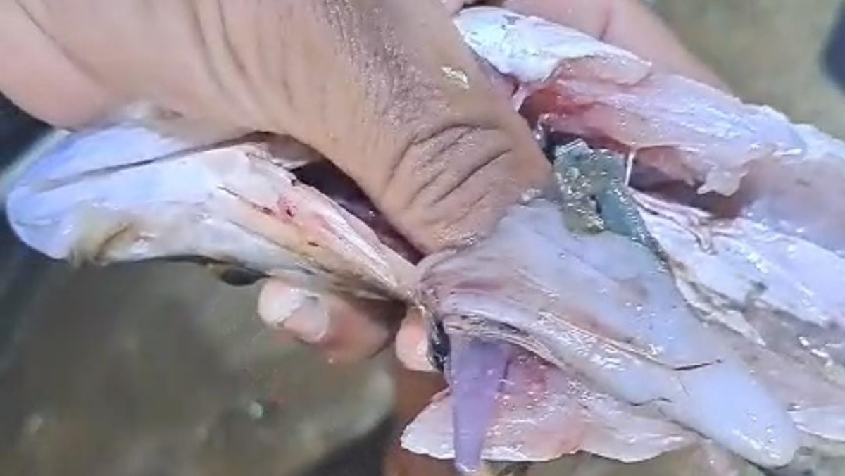 As imagens mostram o momento em que os voluntários limpavam