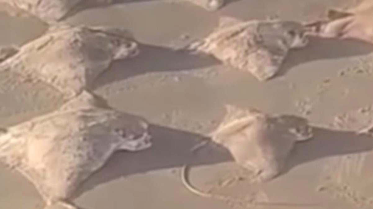 Os animais devem passar por exames para investigar a causa da morte