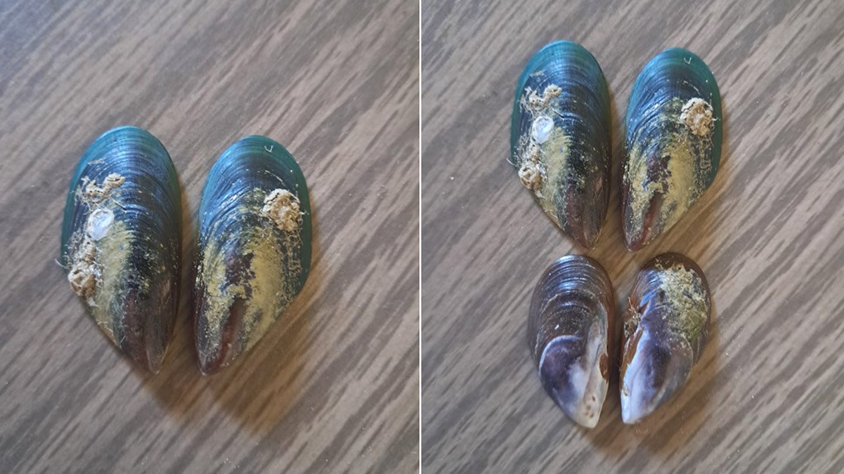 Na quinta-feira (6), a espécie foi encontrada no Guaraú, em Peruíbe