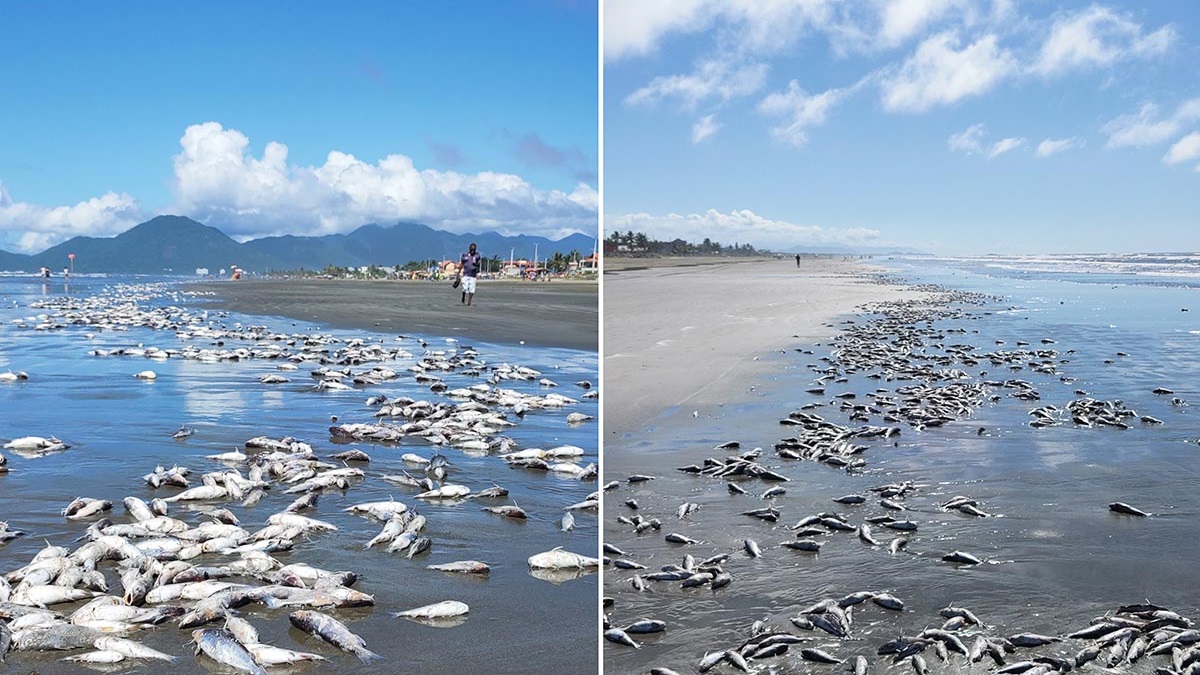 A Prefeitura de Peruíbe tenta explicar a quantidade de peixes mortos que apareceram em uma praia