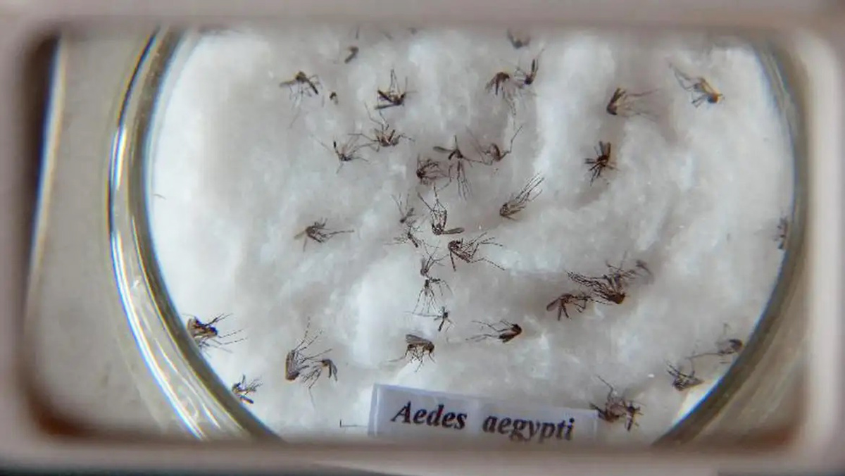 O número coloca Itanhaém, a segunda cidade mais antiga do Brasil, na faixa de risco de surto dessas doenças