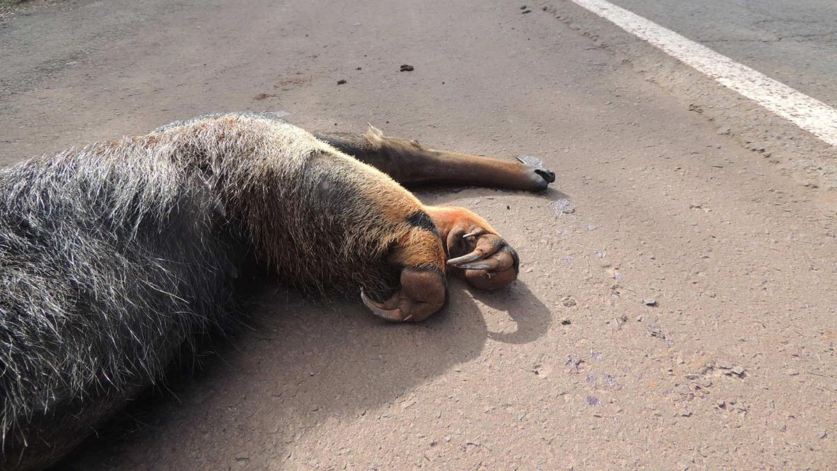 Muitos animais são atropelados todos os dias nas rodovias espalhadas pelo Brasil