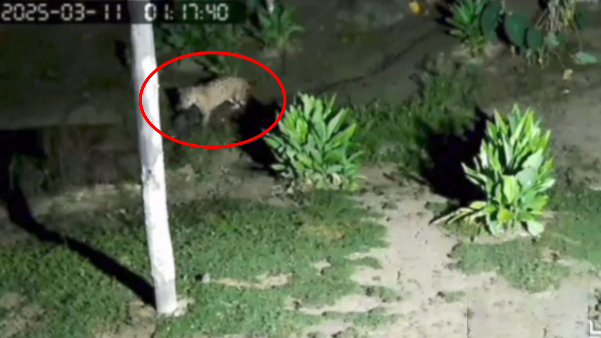 De acordo com as informações levantadas, ela comeu ao menos 15 animais