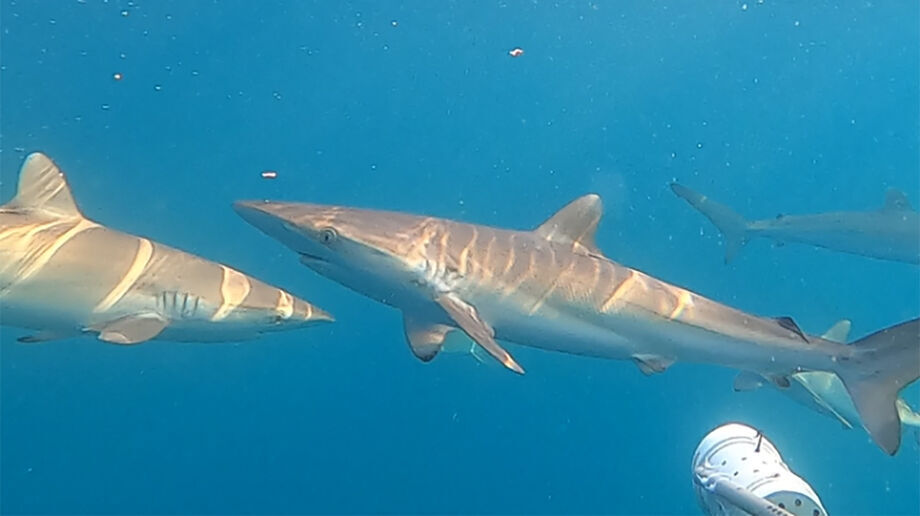 O quilo do cação é vendido por um valor significativamente mais baixo do que muitos cortes de carne bovina