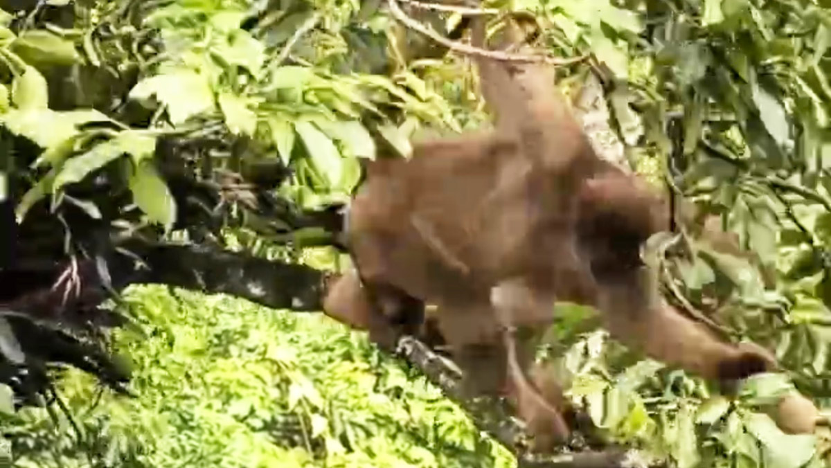 O muriqui está na lista de animais ameaçados de extinção do ICMBio