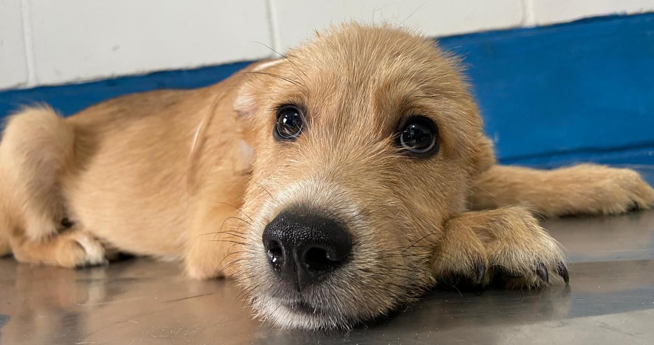 Outra opção é participar da feira de adoção que acontece todas as sextas-feiras