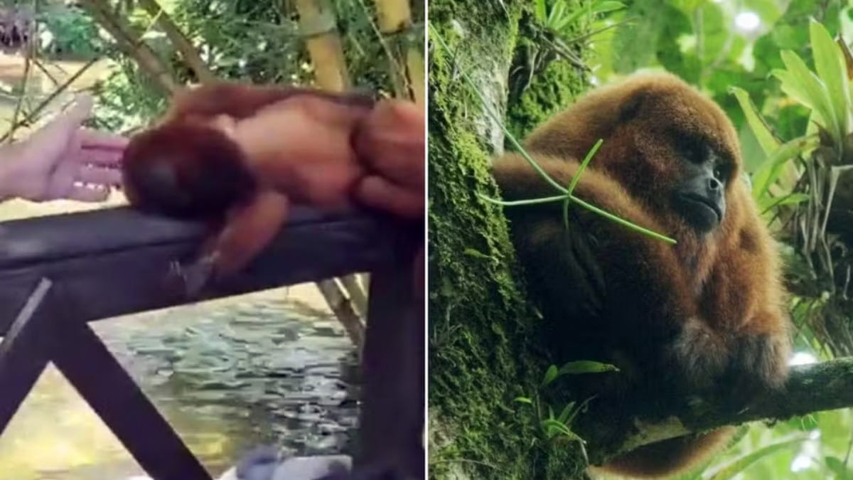 Bugio-ruivo aparecia regularmente e de forma espontânea em uma cachoeira