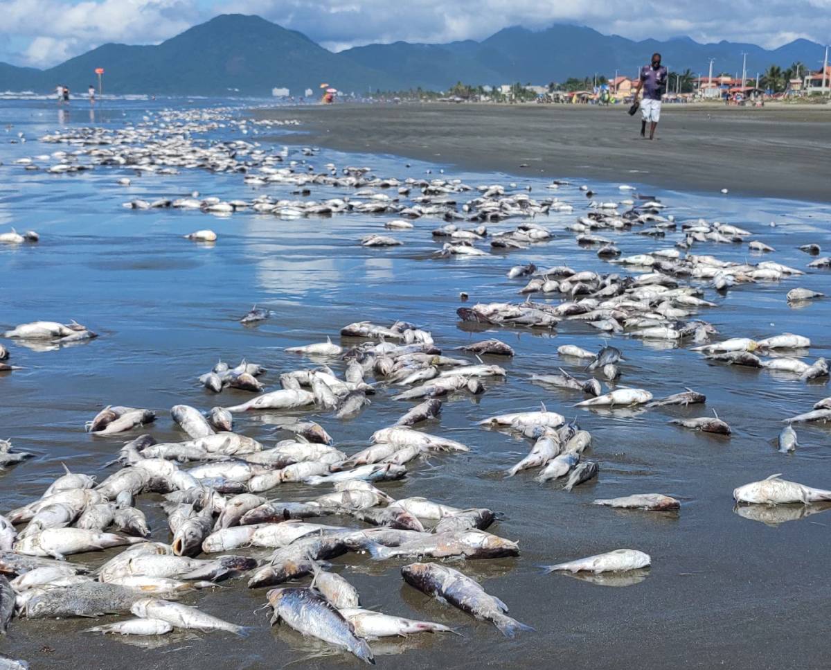 A praia de Peruíbe amanheceu forrada de peixes na manhã deste sábado (08/03)