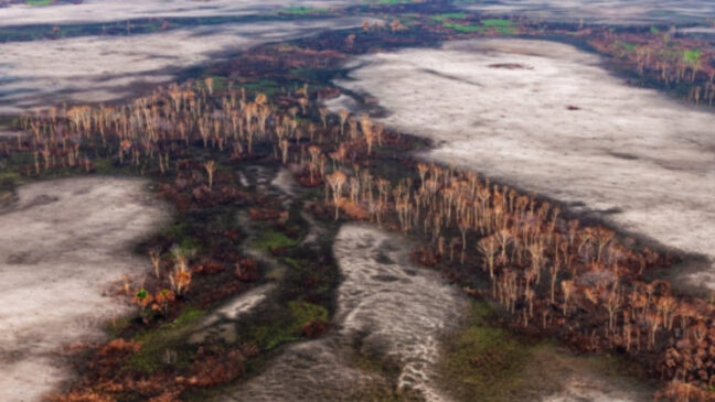 Vinícius Mendonça/Ibama