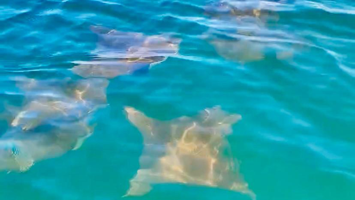 O fenômeno ocorreu na manhã do último sábado (8)