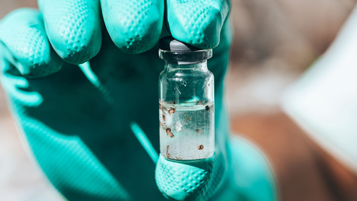 O estudo é realizado por amostragem