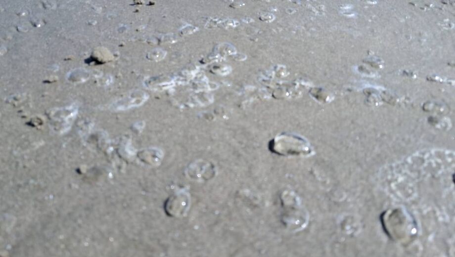 A Salpa, apesar de sua aparência gelatinosa e fluida, é um organismo completamente inofensivo