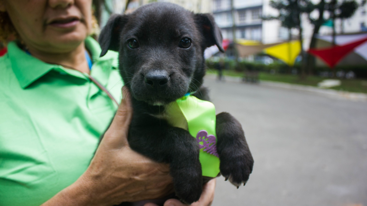Ao todo, sete pets vacinados e cheios de carinho para dar estarão disponíveis para adoção