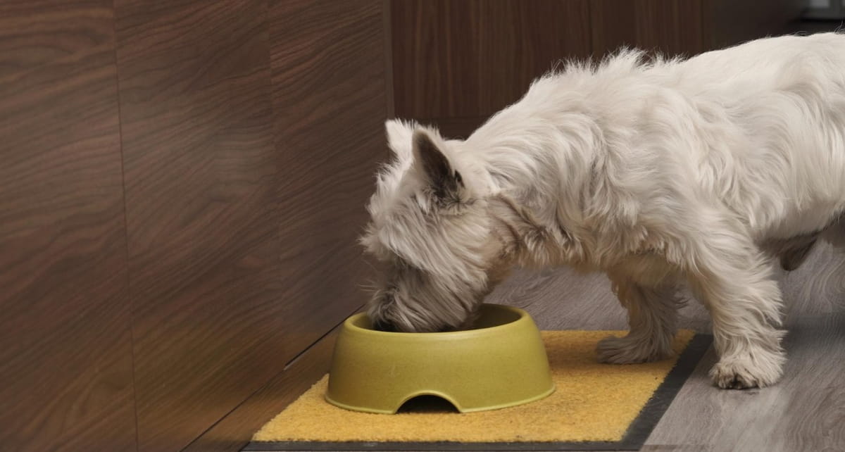 As tigelas de comida e água devem ser lavadas regularmente usando água quente ou em uma máquina de lavar louça