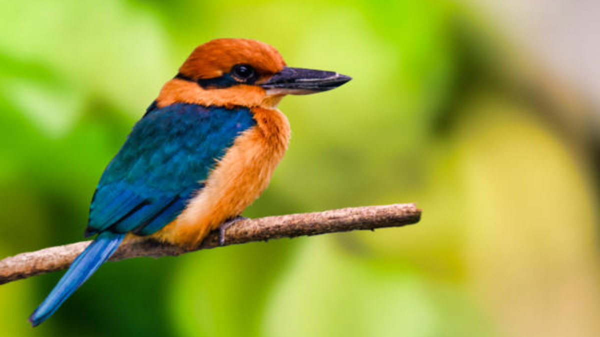 O local escolhido para o retorno é o Atol de Palmyra