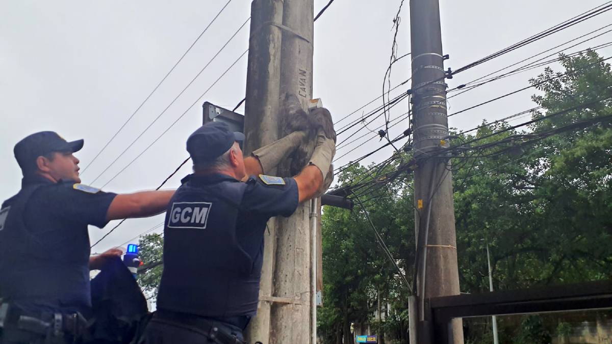 O mamífero, um macho visivelmente agitado, não apresentava ferimentos