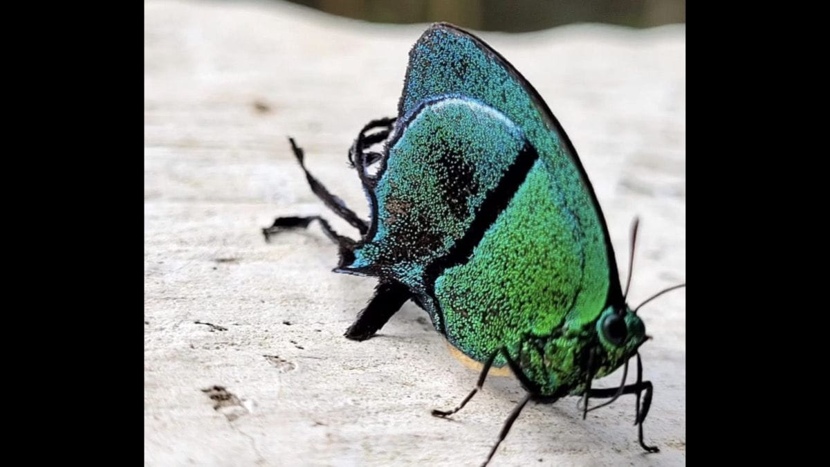 A  borboleta 'Arcas tuneta' realiza poucos movimentos, voos curtos e boa camuflagem