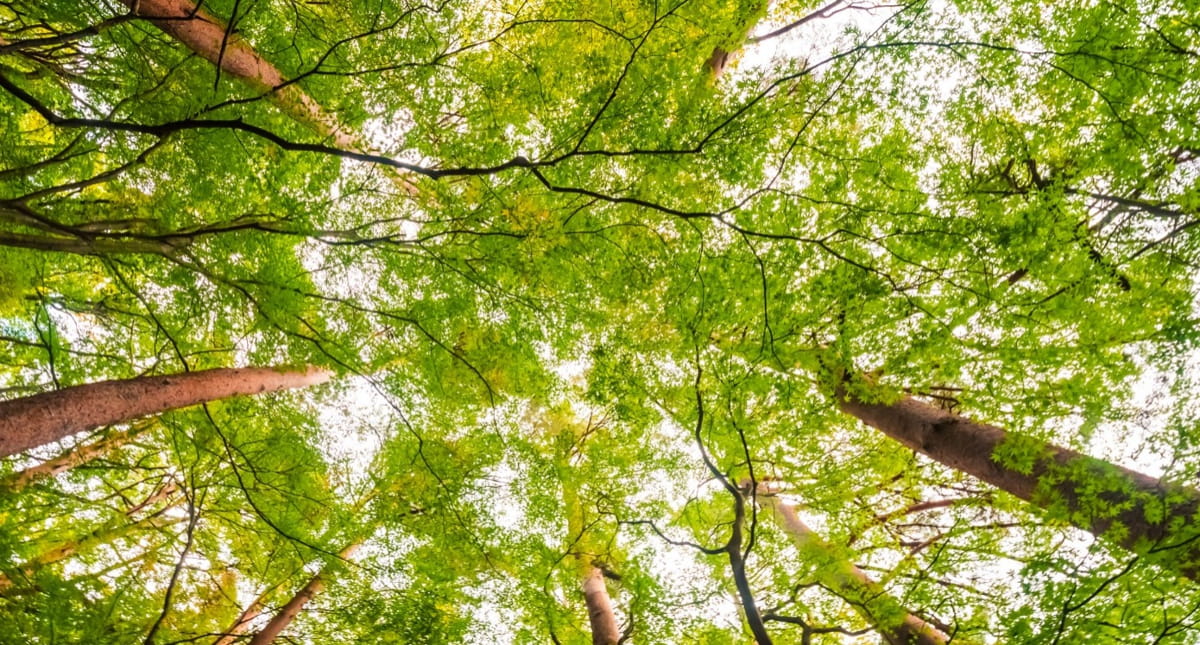 Para que uma cidade seja reconhecida, é necessário que ela atenda a cinco requisitos essenciais relacionados à gestão e cuidado das árvores e florestas urbanas