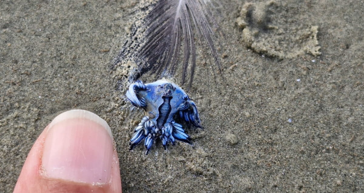 O animal em questão é um tipo de lesma do mar, pelágico, que pertence ao grupo dos moluscos nudibrânquios
