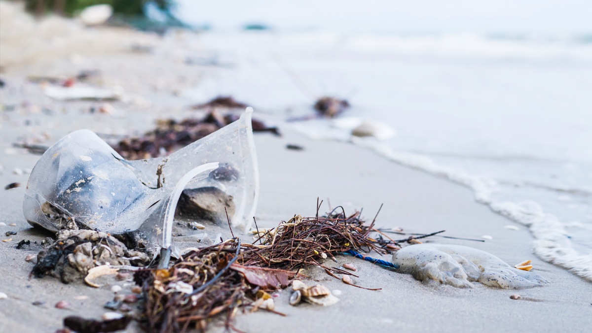 Estudo recente realizado pela organização Sea Shepherd Brasil (imagem ilustrativa)