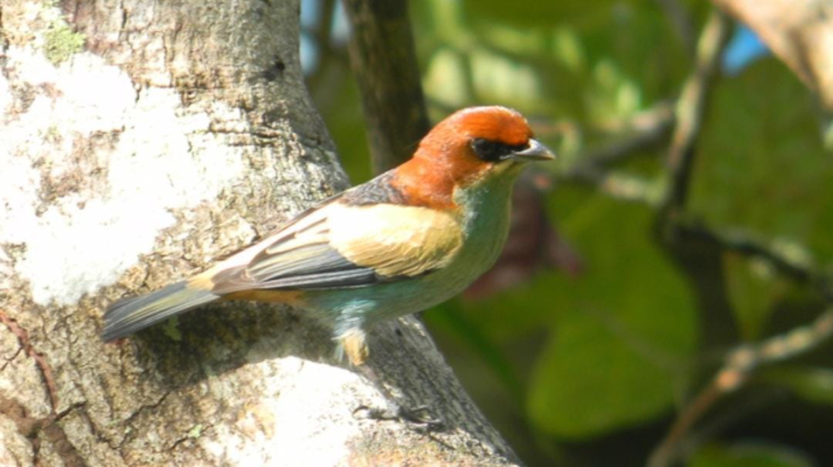 Saíra-sapucaia, uma das indicadas