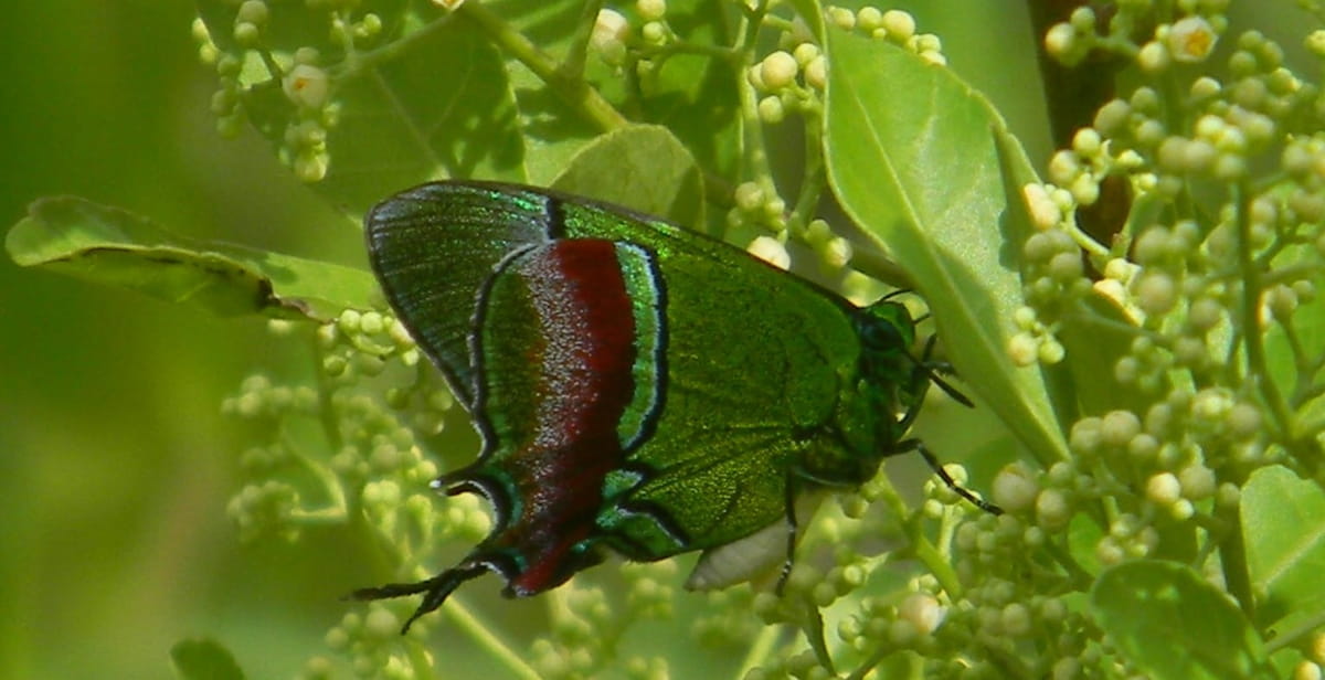 Além de linda, ela é rara de ver, pois tem uma camuflagem para lá de especial, além de ser verde, da mesma cor das folhas onde fica