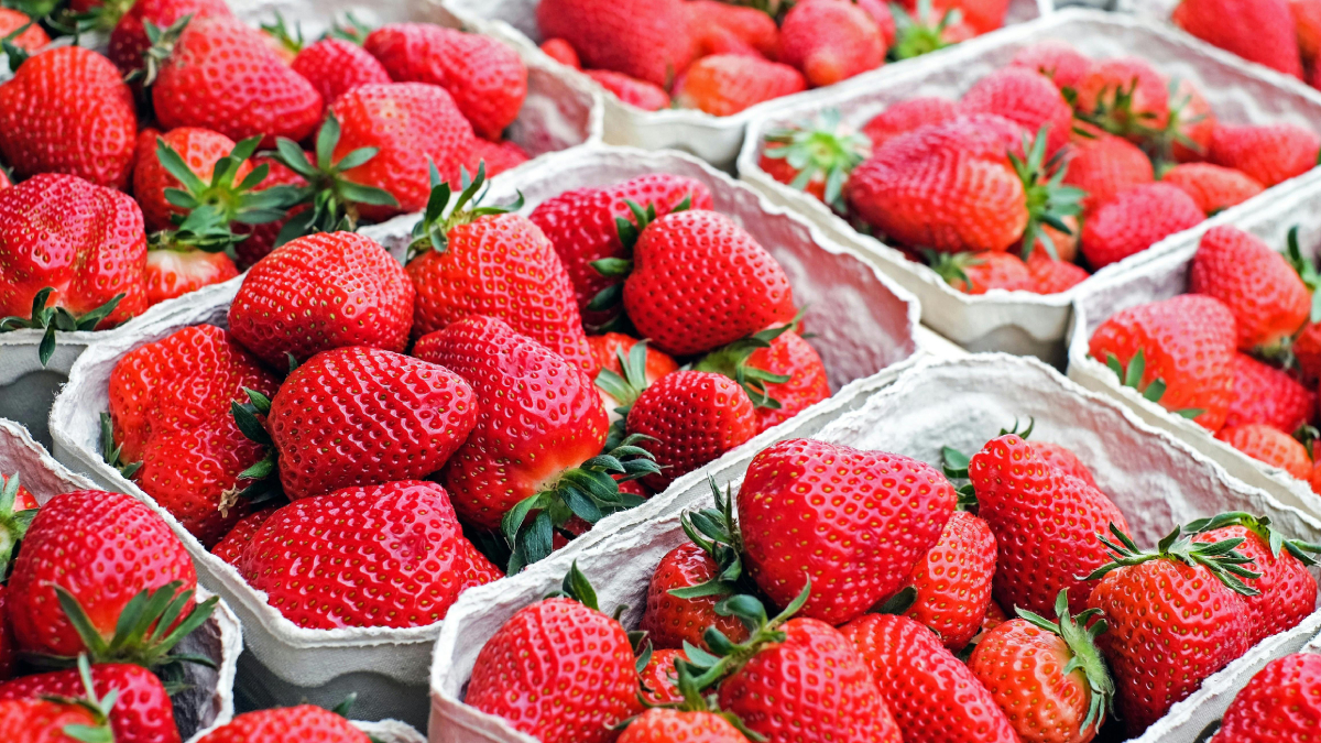 O evento ainda tem o diferencial de ser pet-friendly, permitindo a presença de animais de estimação