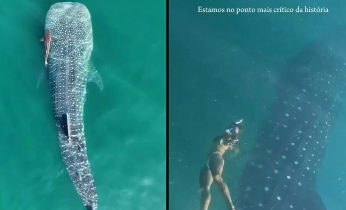 O animal é considerado o maior peixe do planeta