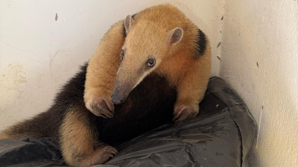 O tamanduá-mirim, comum na Mata Atlântica, frequentemente se desloca em busca de alimento