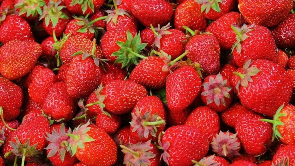 'Terra do Morango' um dos locais que mais produzem a fruta no Brasil, por ano