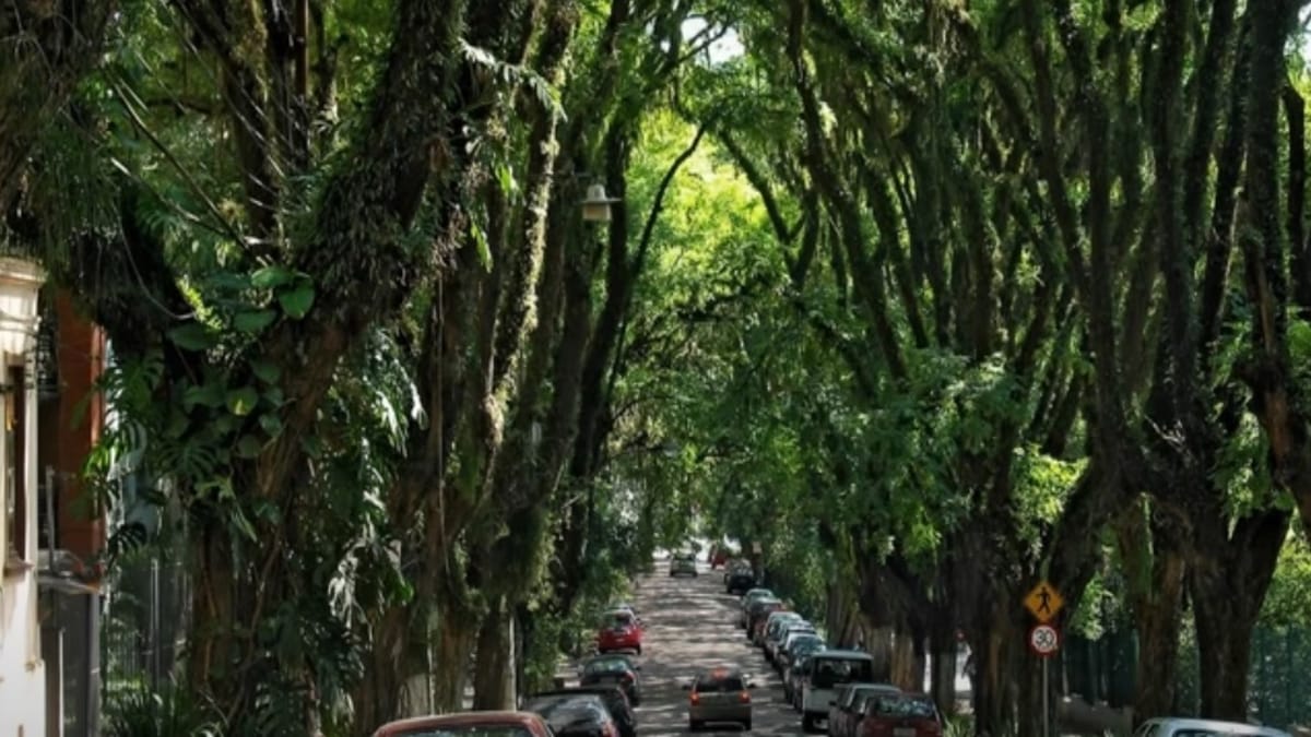 Uma das espécies de plantas mais presentes na rua é a Tipuana