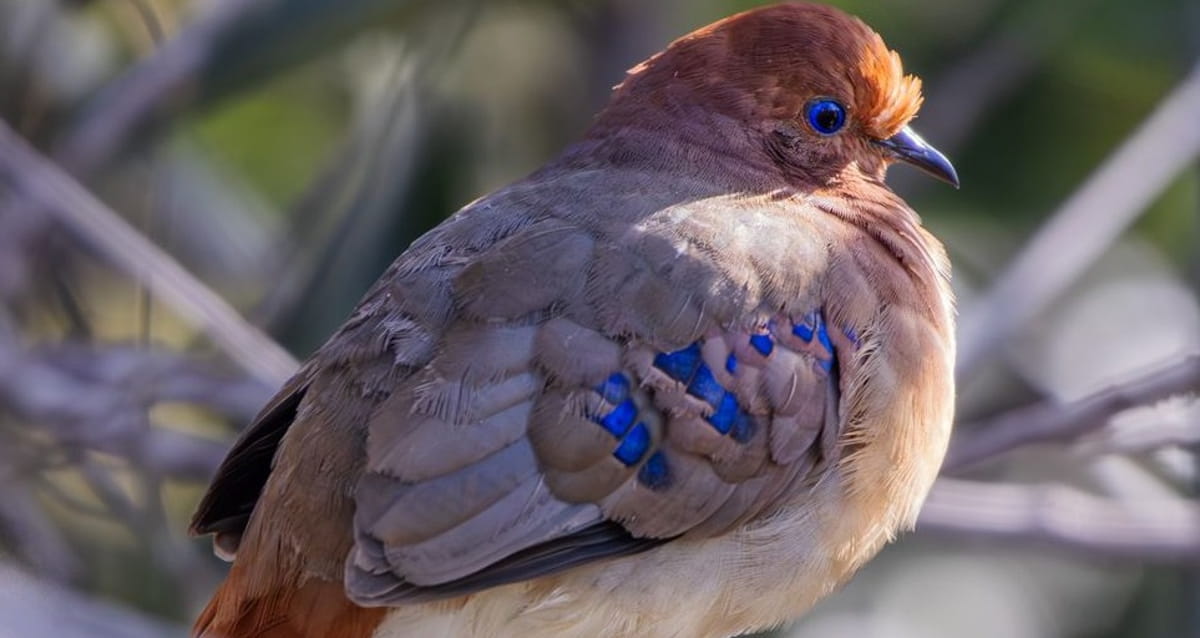 Além da baixa contagem, pesquisadores também identificaram mudanças no comportamento das aves, que estão mais retraídas diante da presença humana