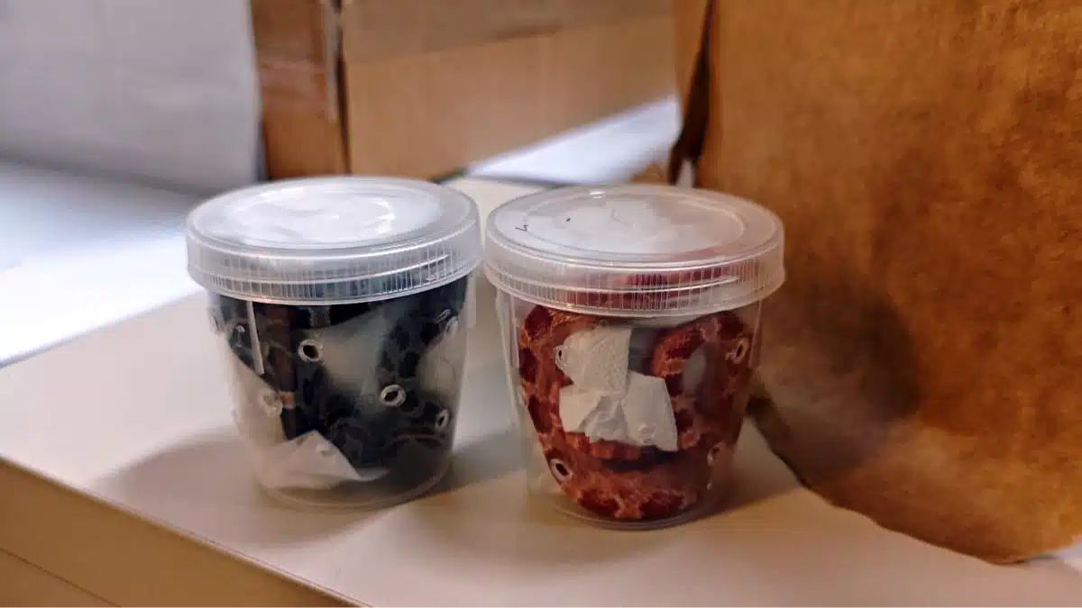 Animais apreendidos após serem enviados pelos Correios