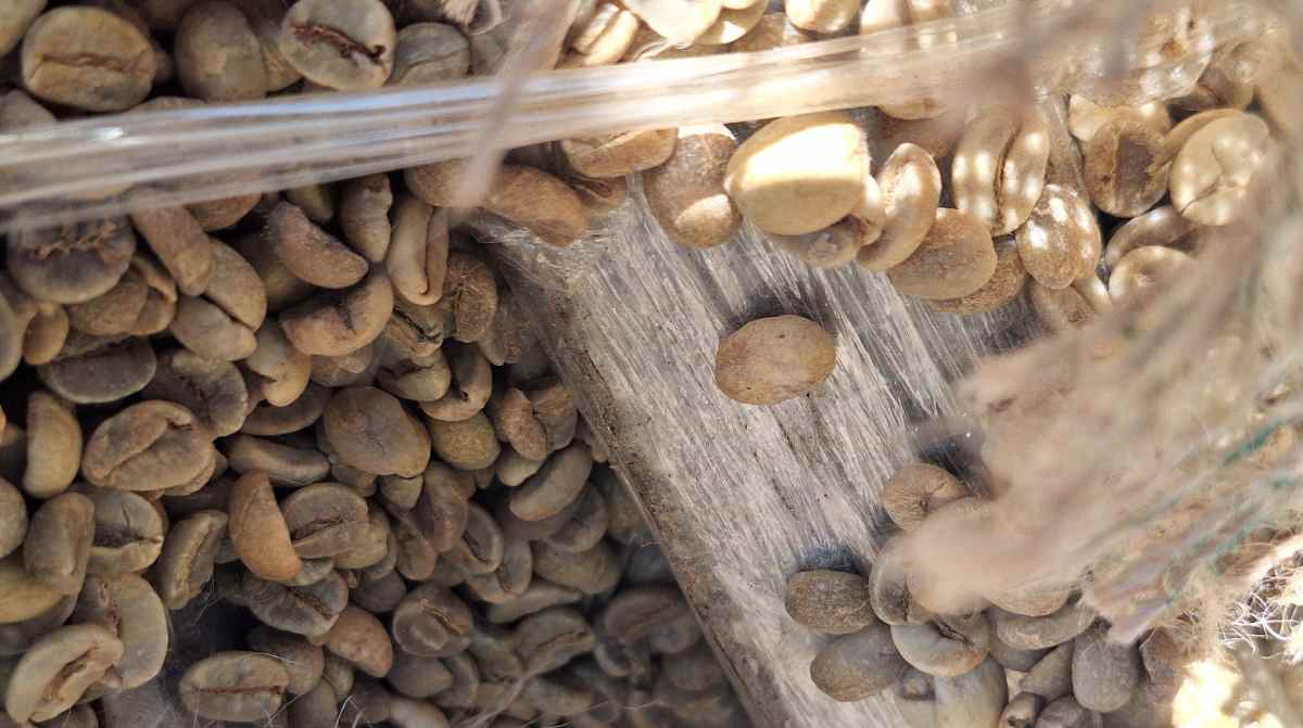 Em suma, a droga estava escondida em um carregamento de 19 toneladas de café