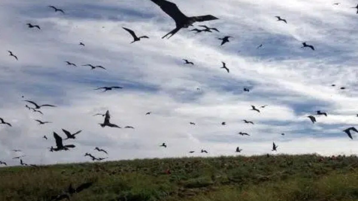 Aves marinhas acumulam resíduos tóxicos e alertam para a poluição.