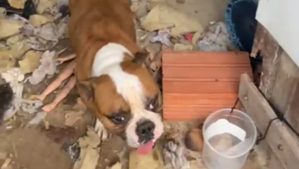 Diante da situação, os cães foram encaminhados para atendimento médico pela ONG Animal Para Todos