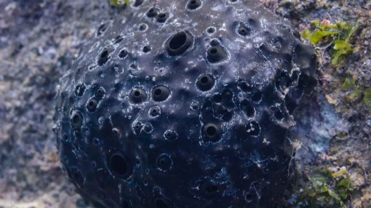 Pode parecer estranho hoje pensar em usar o esqueleto de um animal para tomar banho