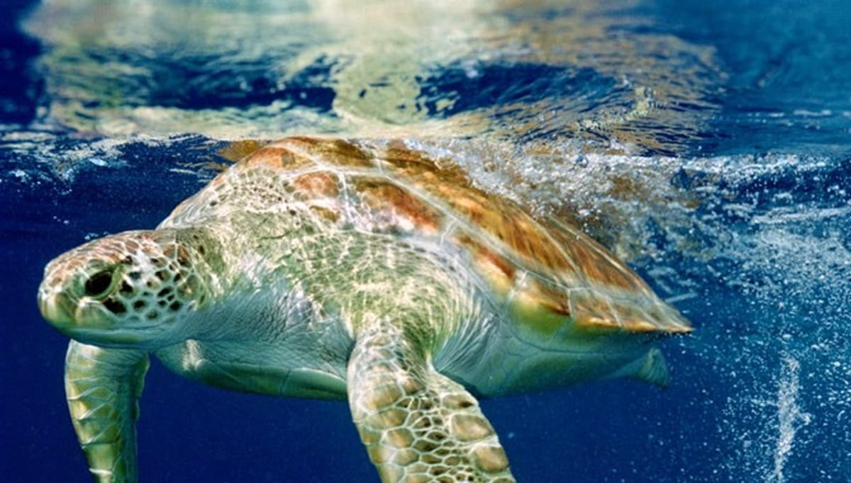 A espécie Chelonia mydas pode levar mais de 30 anos para atingir a idade reprodutiva