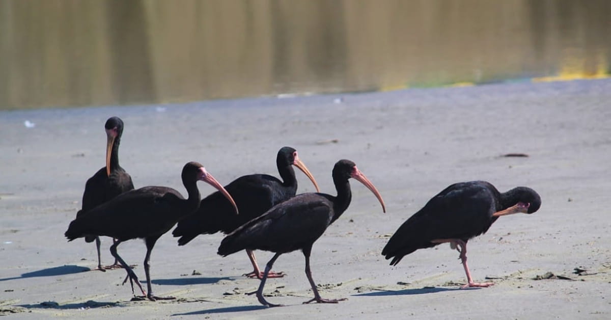 A ave tem bico longo, fino, ligeiramente curvado e de cor amarelo alaranjado que contrasta com o corpo negro